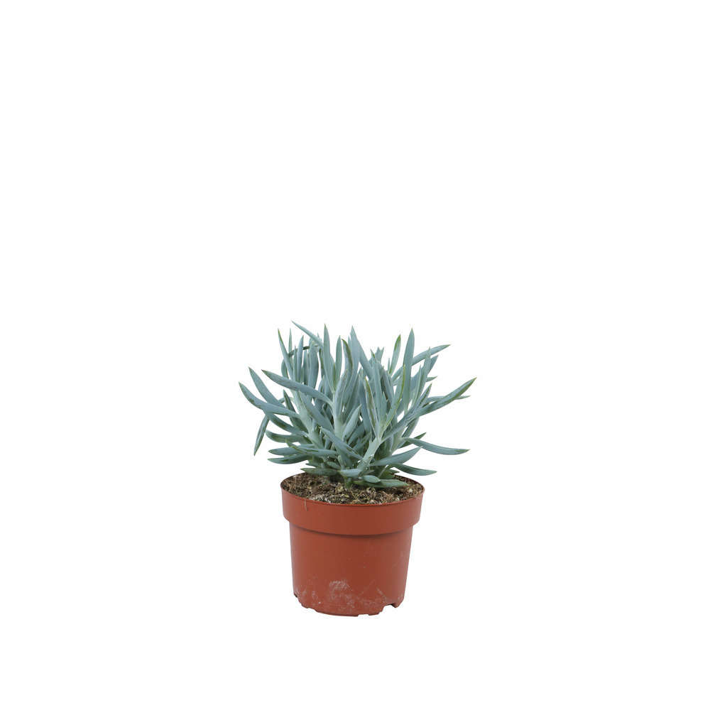 SENECIO MOUNT EVEREST D12H22-(750214)