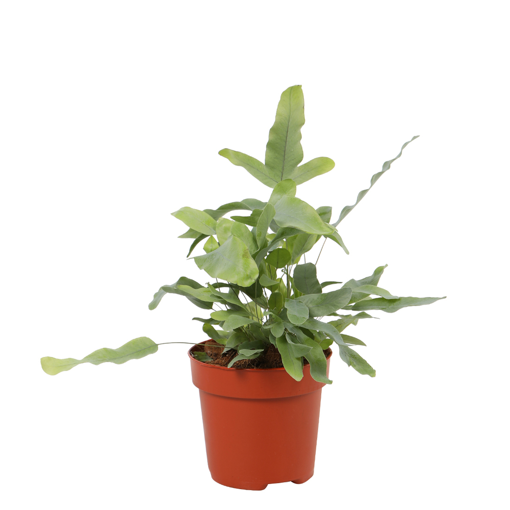 Phlebodium Blue Star : d.12xh.25cm