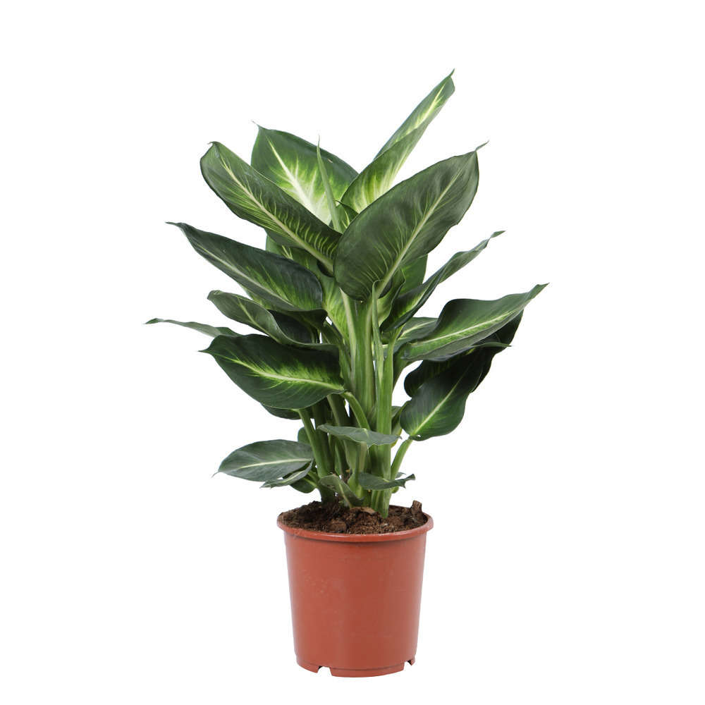 DIEFFENBACHIA WHIT FLAM D24H80-(750223)