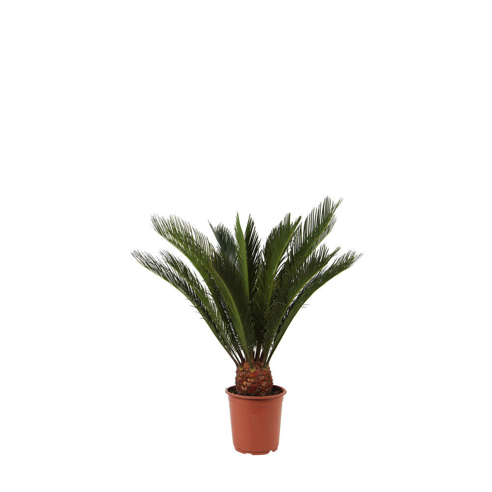 Cycas revoluta : d.19xh.57cm