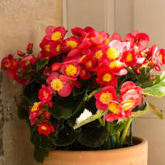 Begonia 'Valentino Rouge': pot D17 cm