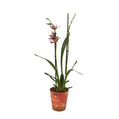 Orchidée Cambria 2 tiges - pot D.12 cm