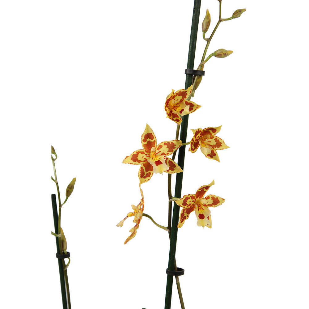 CAMBRIA MIX D12 H55 2T-(750332)