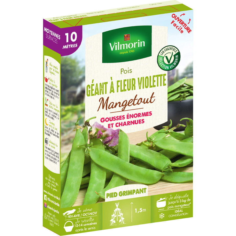 Graines de pois Mangetout Géant à Fleur Violette en boite