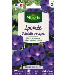 IPOMEE POURPRE VIL-(750804)