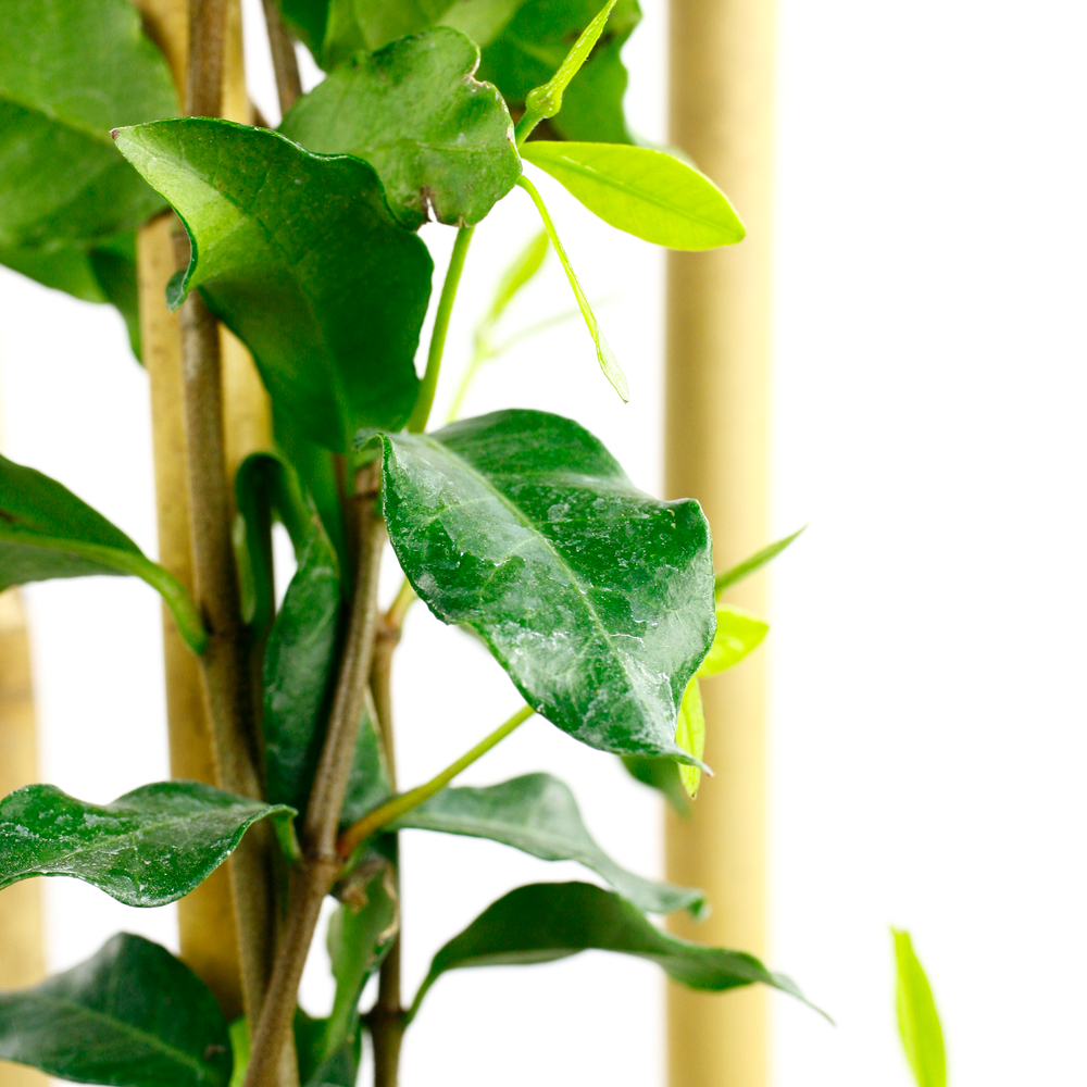 Trachelospermum 'Pink Showers':conteneur 1,5 litres