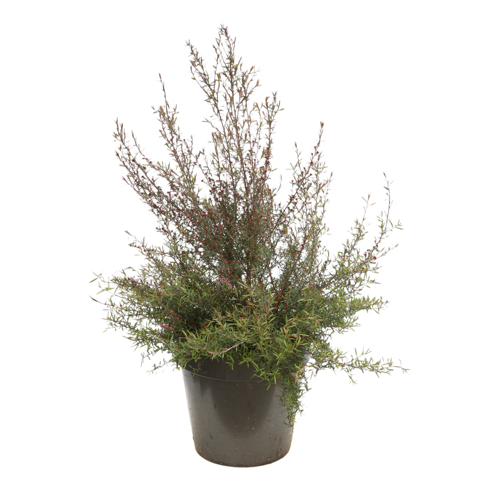 LEPTOSPERMUM RGE DBLE C 8L MDD-(750870)
