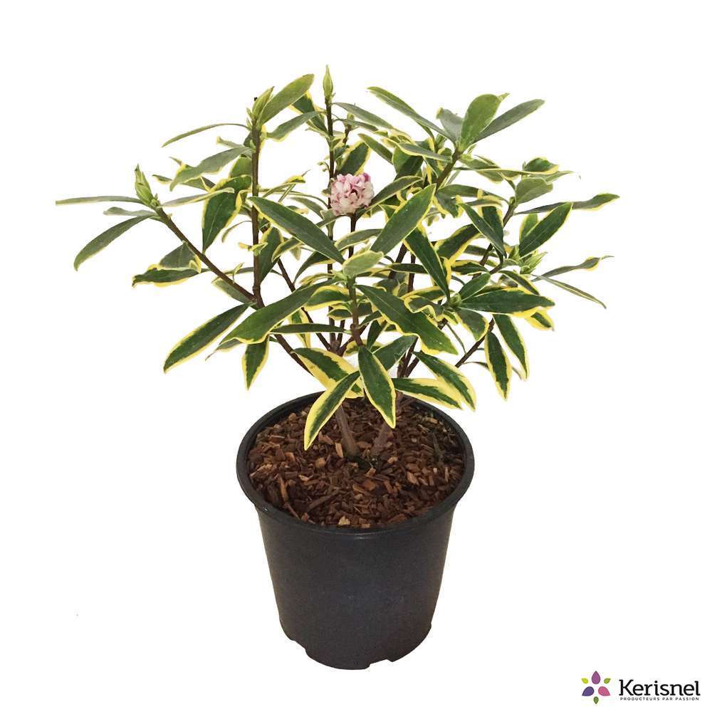 DAPHNE ODORA MARIANI C3L-(750920)