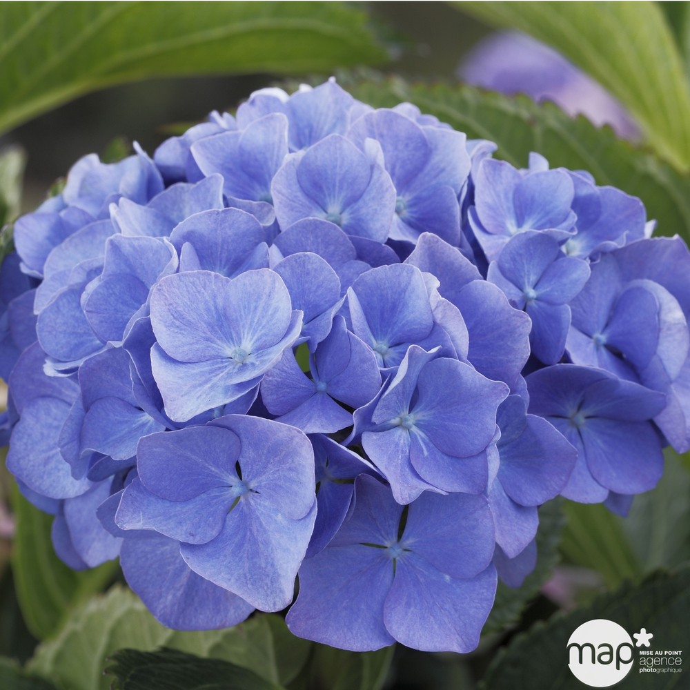 HORTENSIA 7/9 BRANCHES BLEU-(751046)