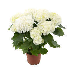 Hortensia blanc : 7/9 fleurs, pot Ø18cm | Truffaut