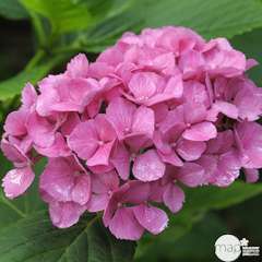 HORTENSIA 7/9 BRANCHES RSE/RGE-(751048)