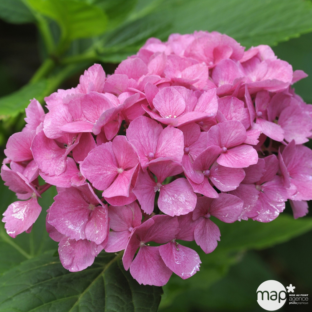 HORTENSIA 7/9 BRANCHES RSE/RGE-(751048)