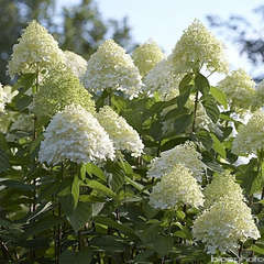 Hortensia blanc : 4/5 branches, pot d.12cm