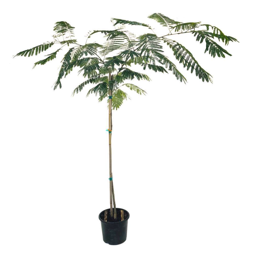 ALBIZIA OMBRELLA C15L 1/2T-(751170)