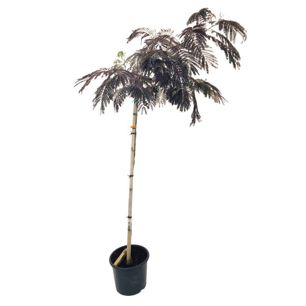 ALBIZIA S.CHOCOLATE C15L 1/2T-(751171)