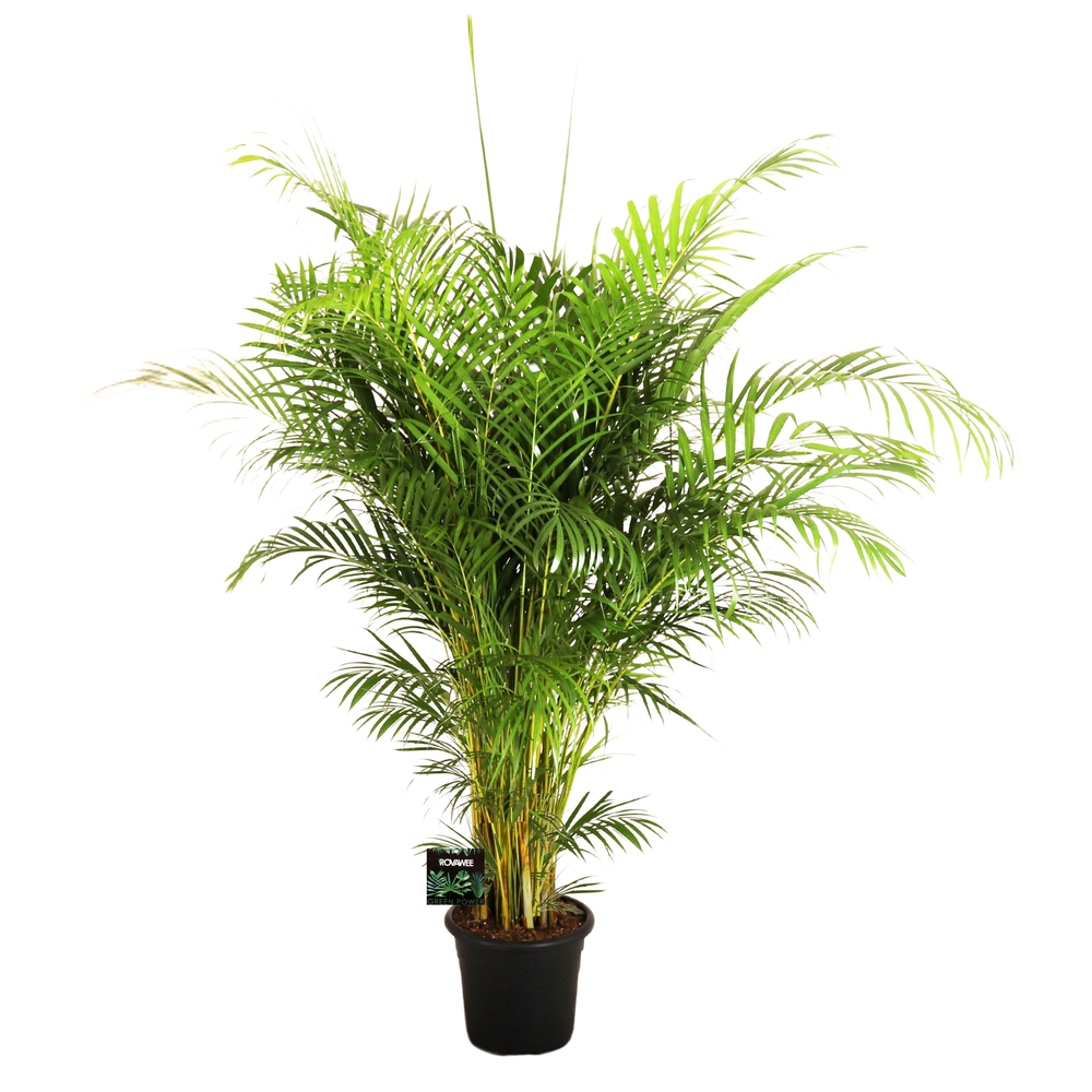 Aréca : d.32, H170/180 cm