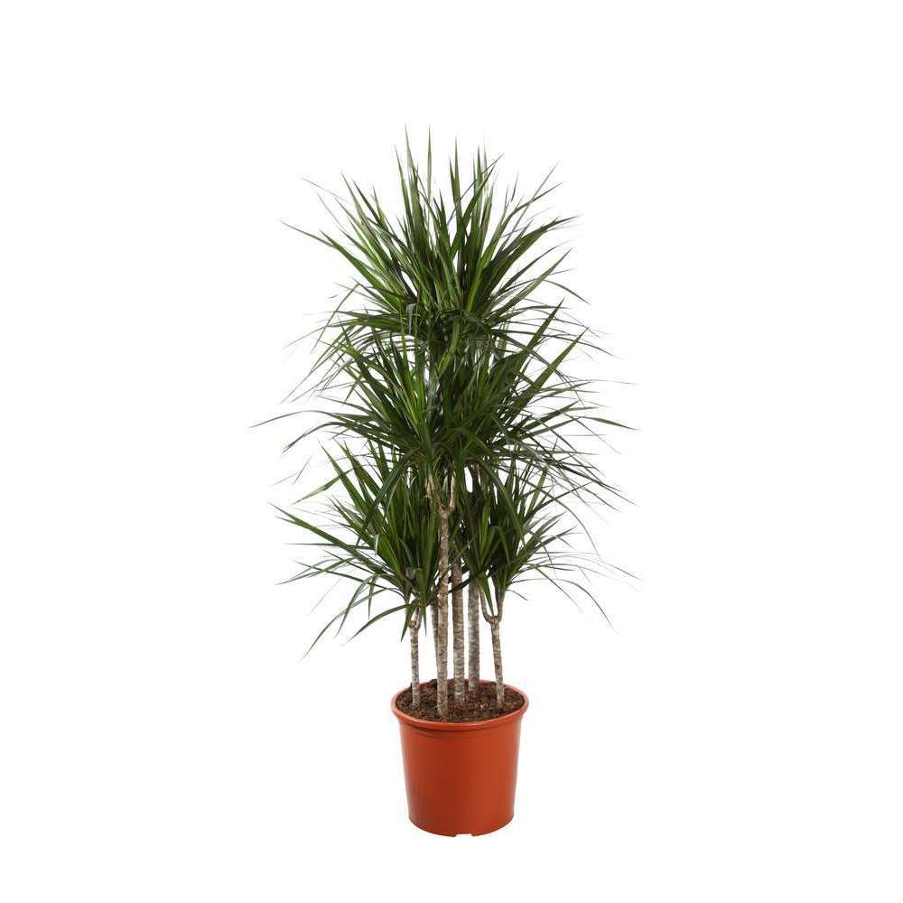 Dracaena Marginata carroussel : d.32cm