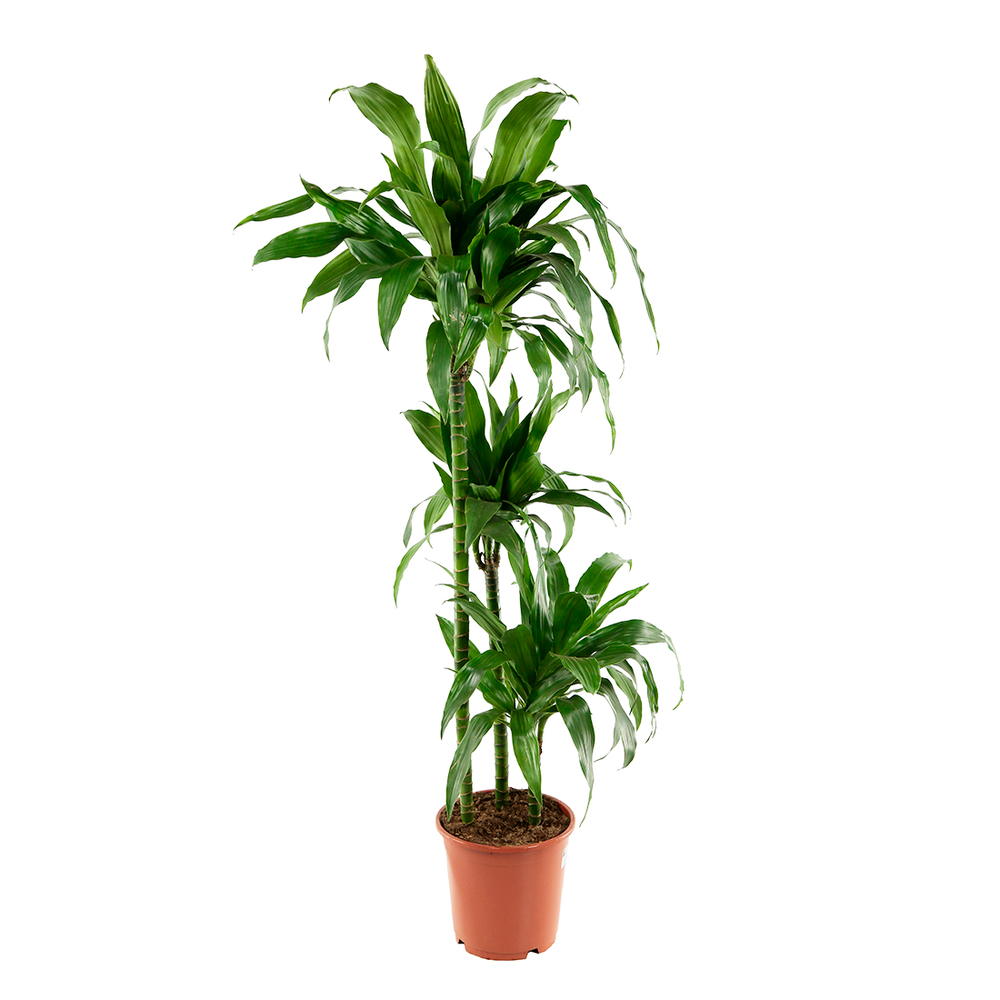 DRACAENA MIX 90/60/30 D24-(751591)