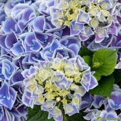 Hortensia 7/8 fleurs Pot Tivo Bleu D14H40cm