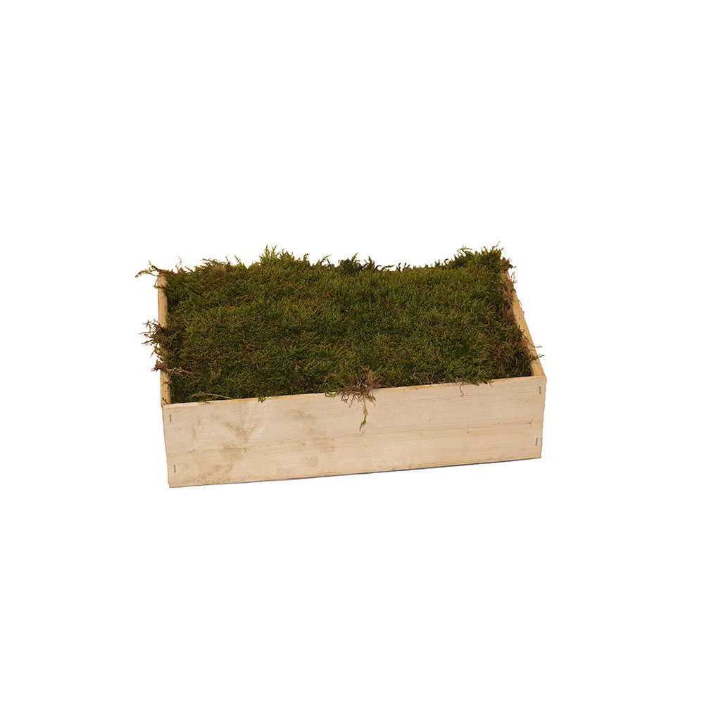 MOUSSE TERRARIUM CAISS 25X12X7-(751902)