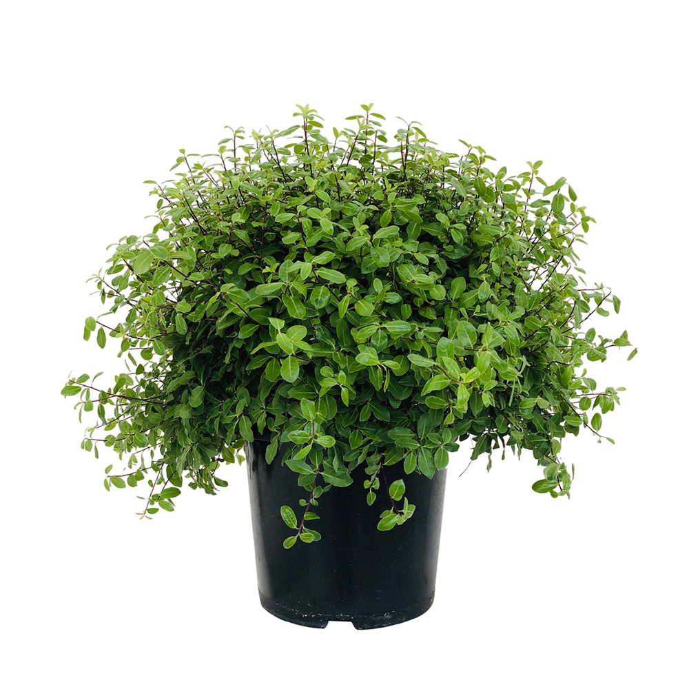 Pittosporum tenuifolium 'Golf Ball' : C15L
