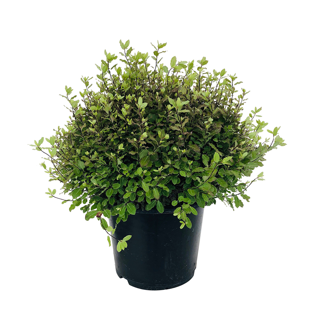 Pittosporum Tenuifolium 'Tom Thumb' : pot 15L