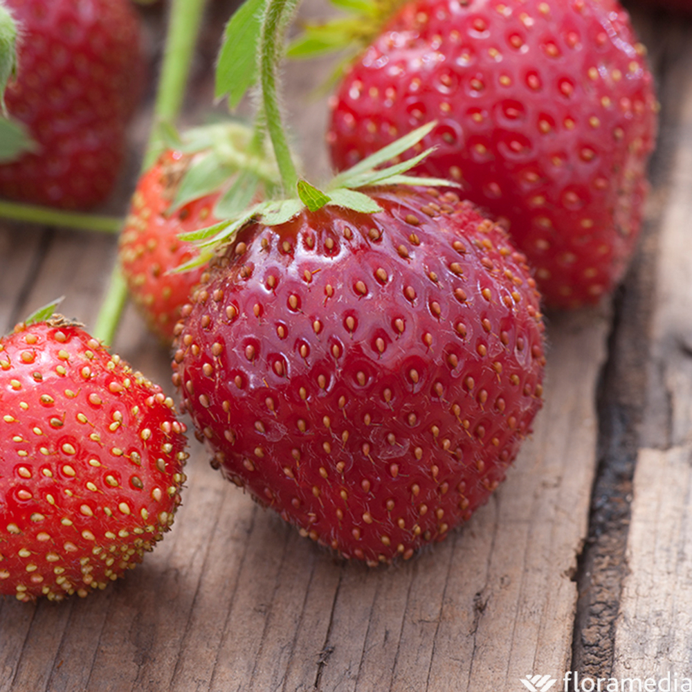 FRAISIER ANAIS AB B4-(752085)