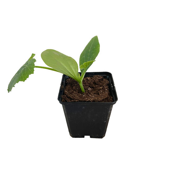 Courgette Tempra F1 : AB C0.5L