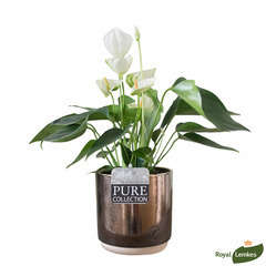 Anthurium blanc : verre nacrÃ©