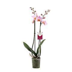 Orchidée Phalaeonopsis 2 tiges - en pot