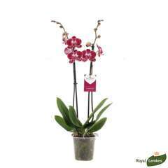 Orchidée Phalaeonopsis 'Asian Pearl' 2 tiges - en pot
