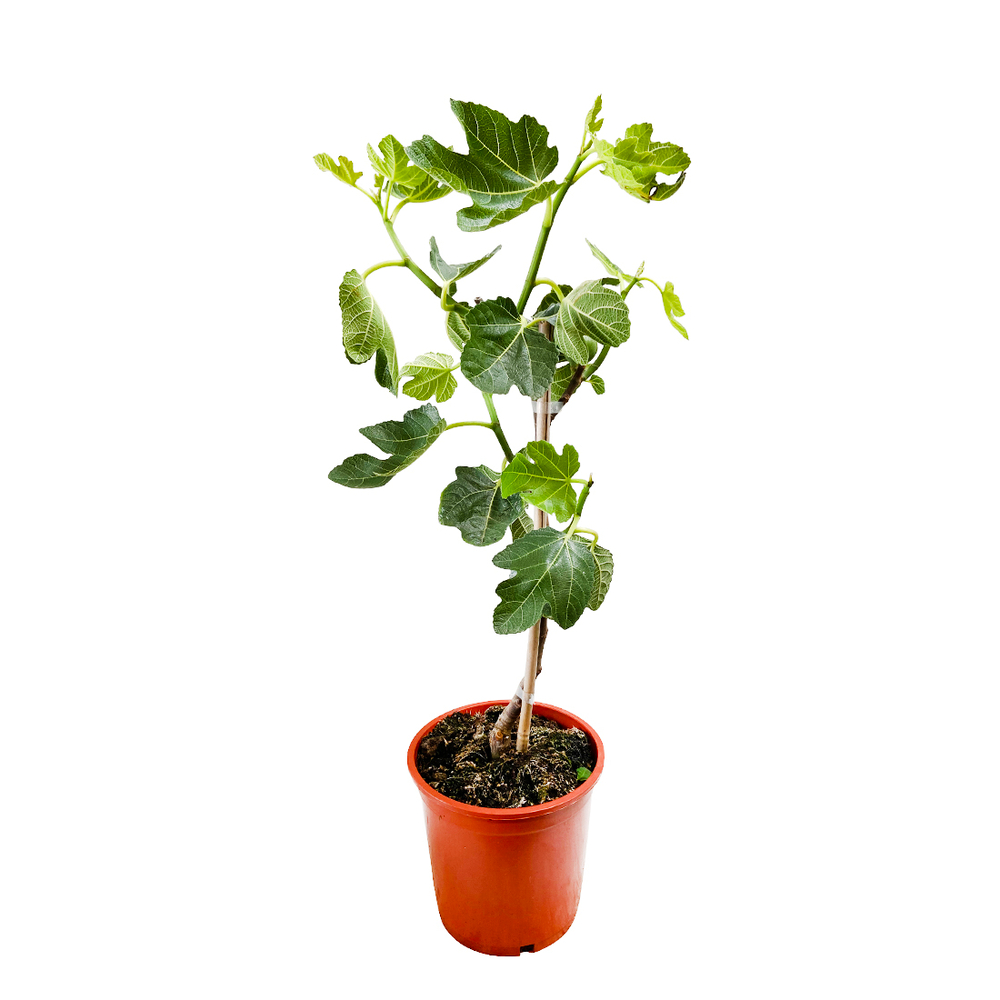 Figuier carica Pot 5L