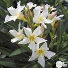 Nerium Oleander pot 7L
