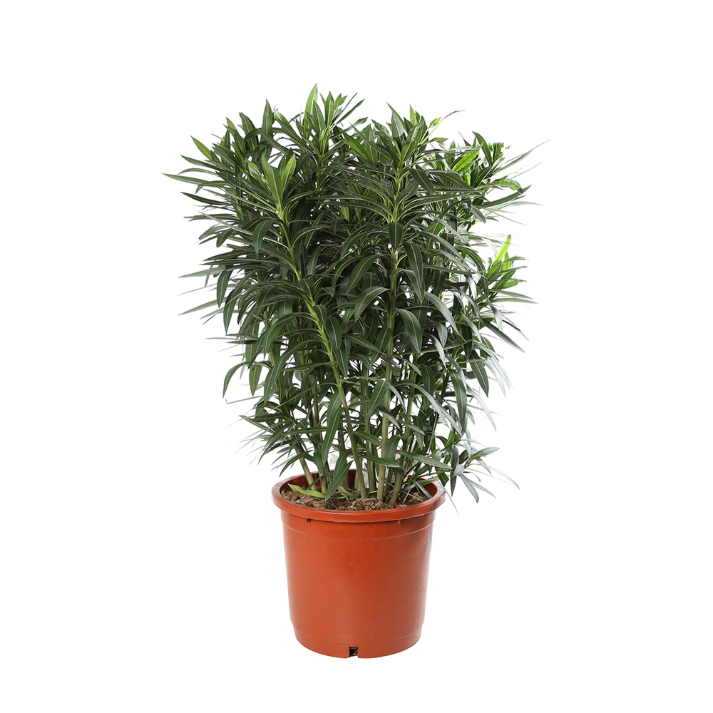 Nerium Oleander : pot 17 litres - touffe - H. 100/110 cm