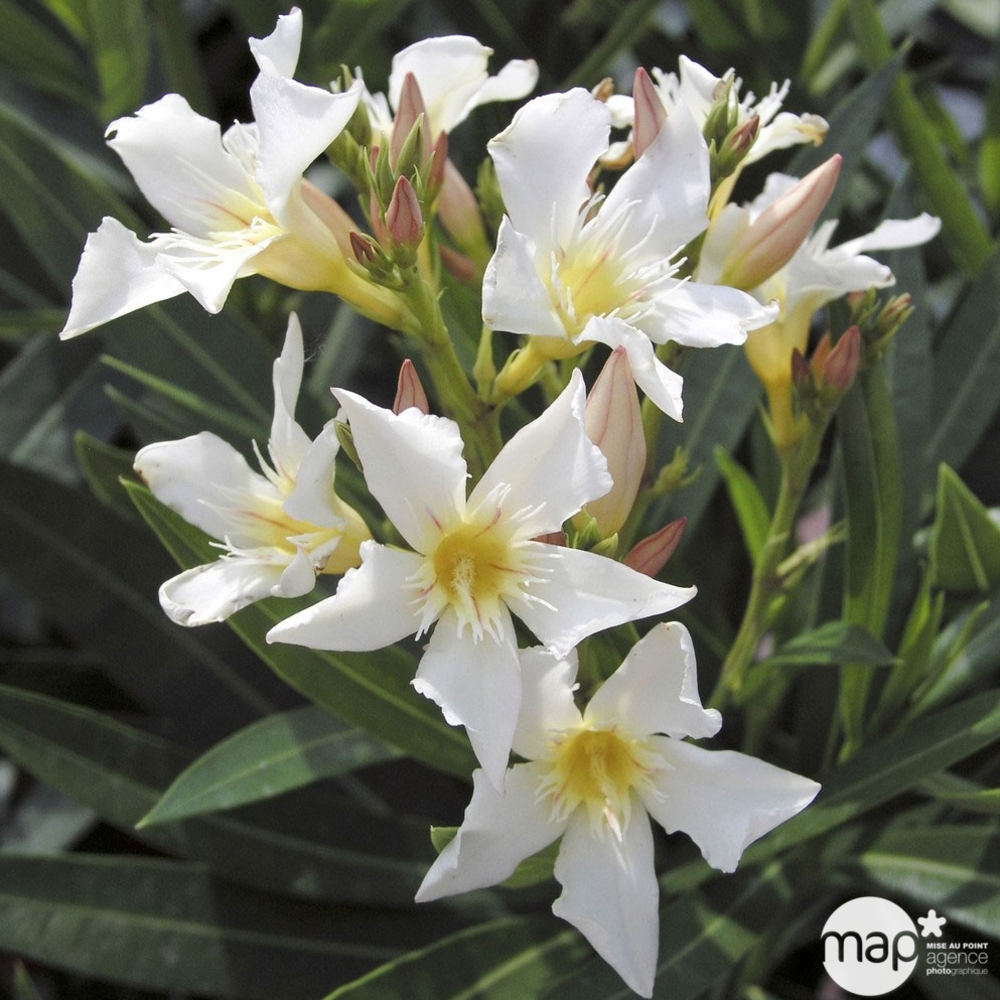 Nerium Oleander en pot de 7L - D.22cm