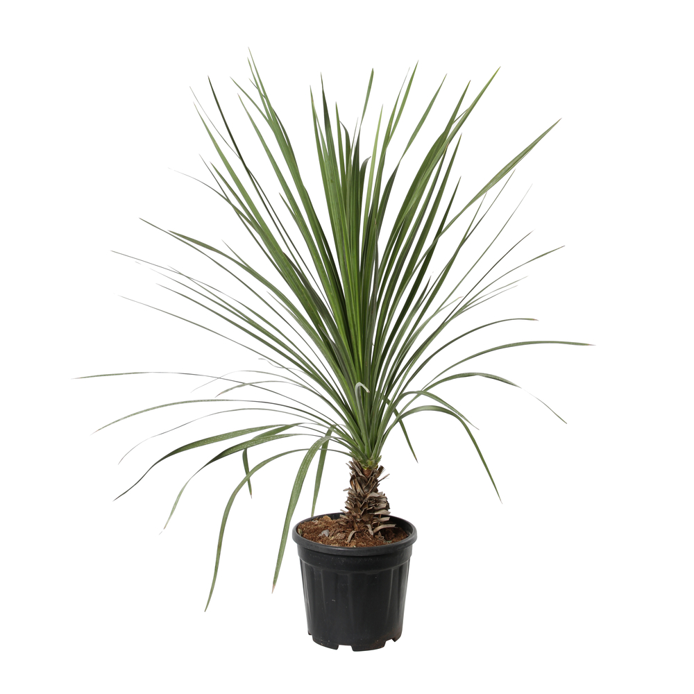 Cordyline indivisa : Pot 15L 