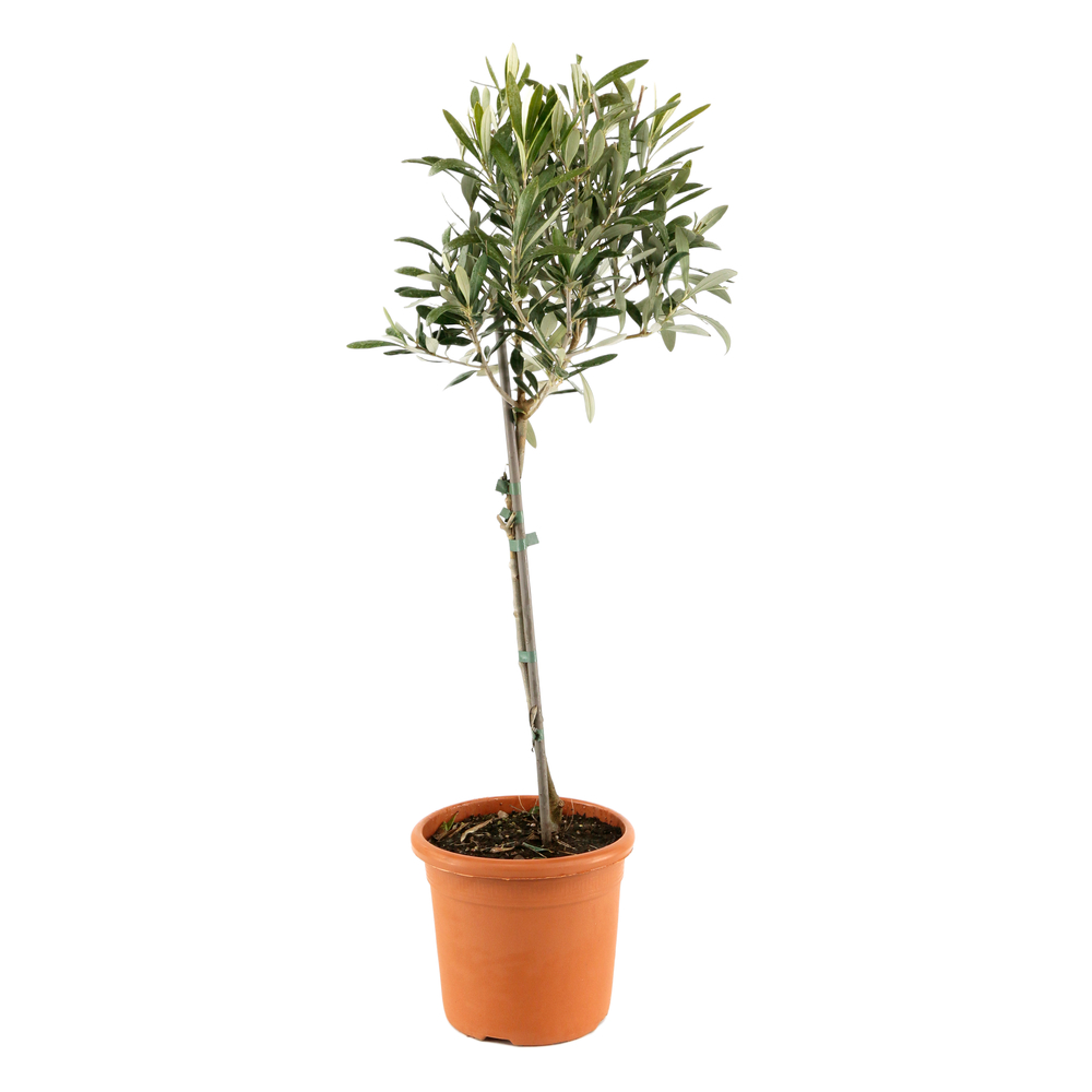 Olivier (Olea europaea) sur tige : H65/70cm, pot 3L