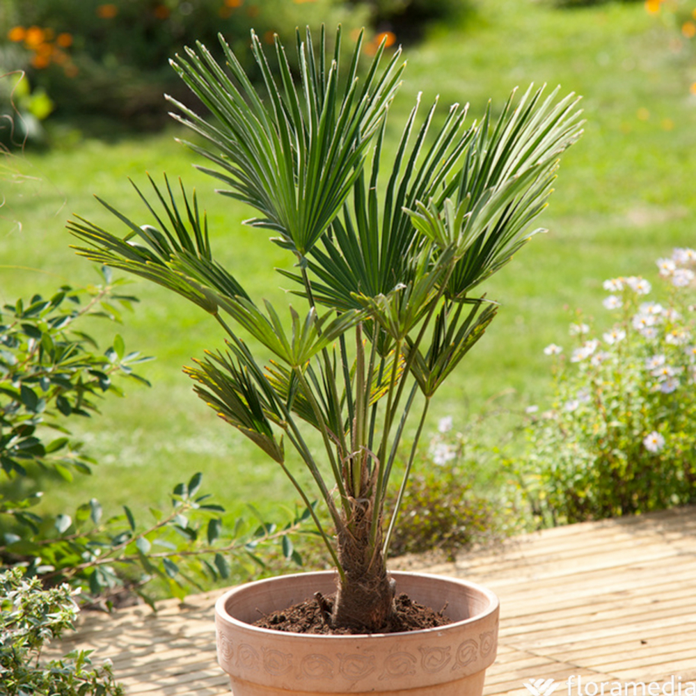 Trachycarpus wagnerianus pot 15L