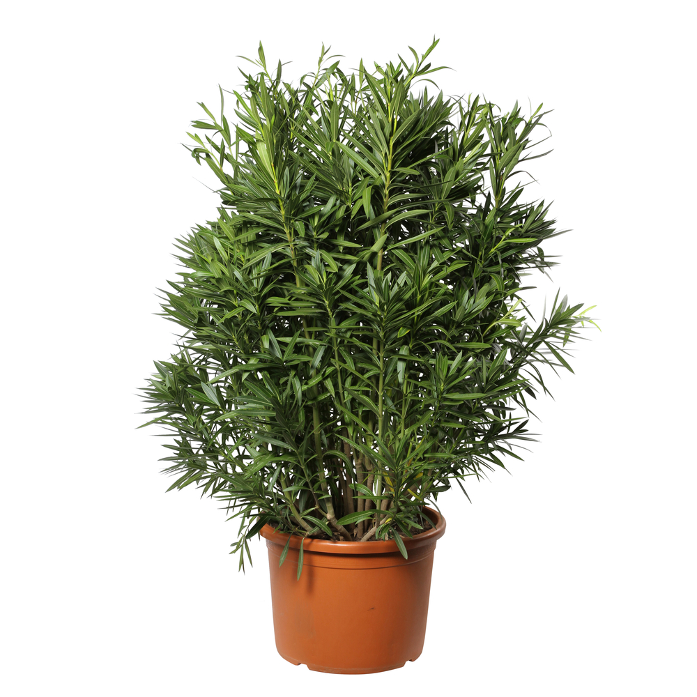 Nerium oleander - Pot 80L