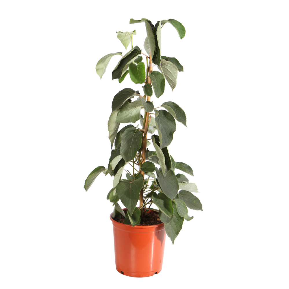 Kiwi Auto-fertile Actinidia 'Solo' pot de 5 litres