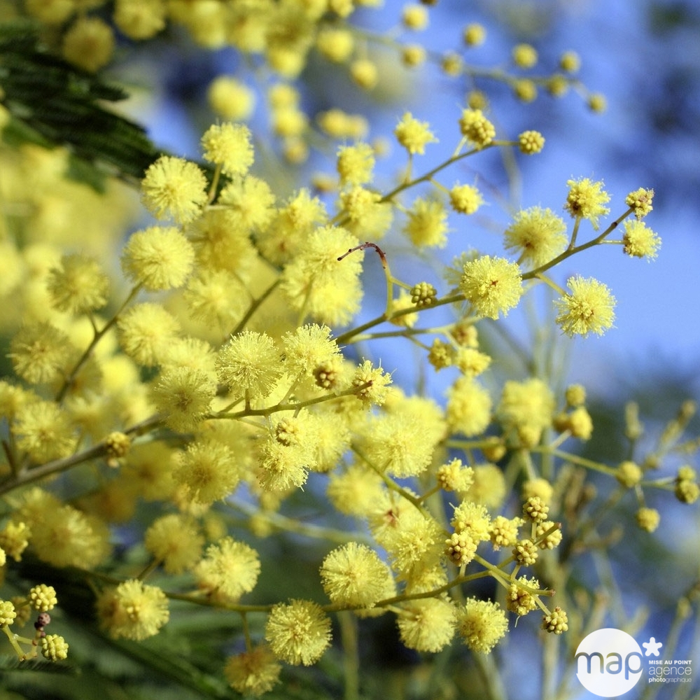 ACACIA DEALBATA D19 TFE 50/55-(753463)