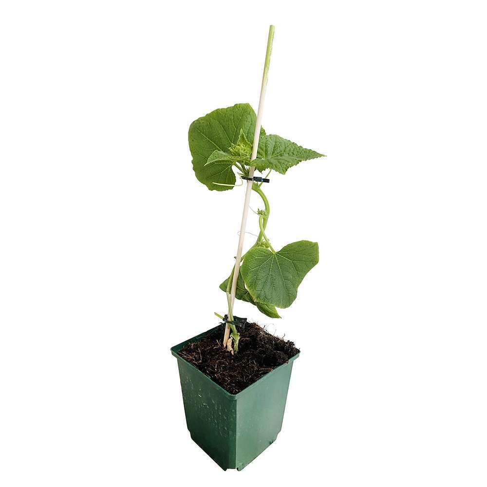 Plant de cornichon 'Szatmar' F1 : greffé c1 litre