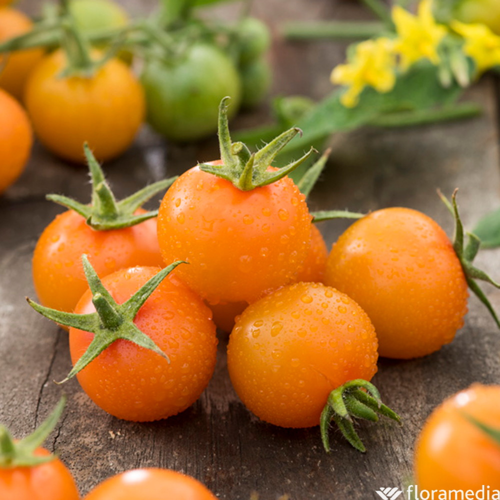 TOMATE CER.GUSTA MINIÂ® GRF C1L-(753640)