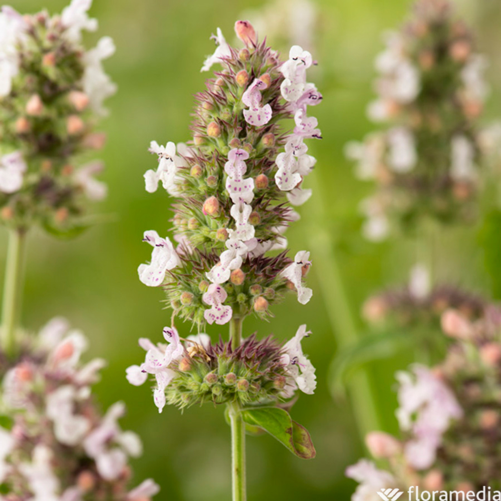 Nepeta cataria Pot 1L