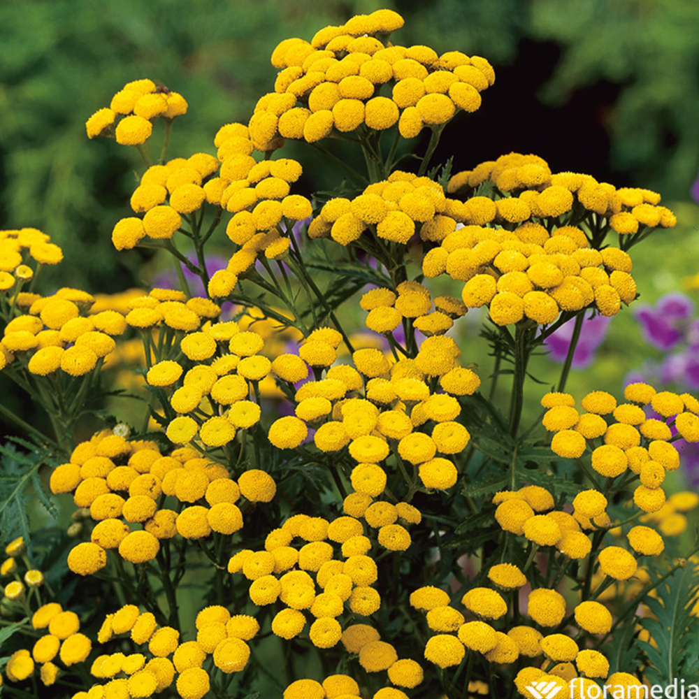 Tanaisie officinalis : pot 0,5L