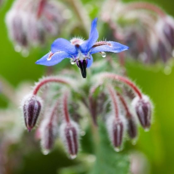 Plant de Bourrache -Pot 1L