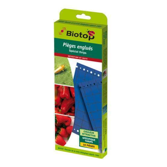 piège englué chromatique bleues