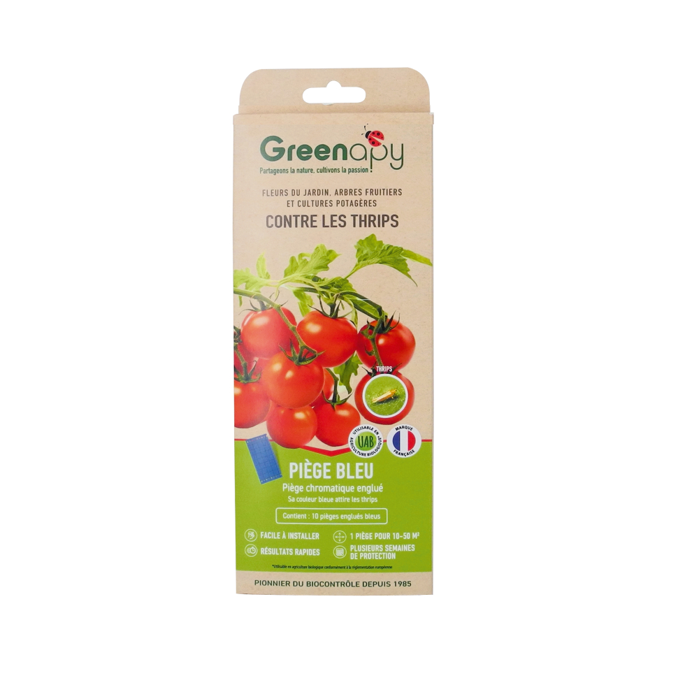 piège englué chromatique bleues