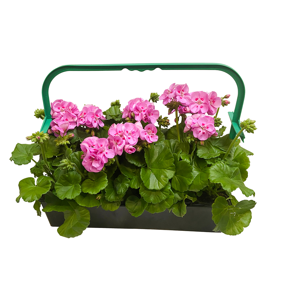 GERANIUM Z.S.KATINKA LR B6-(756063)