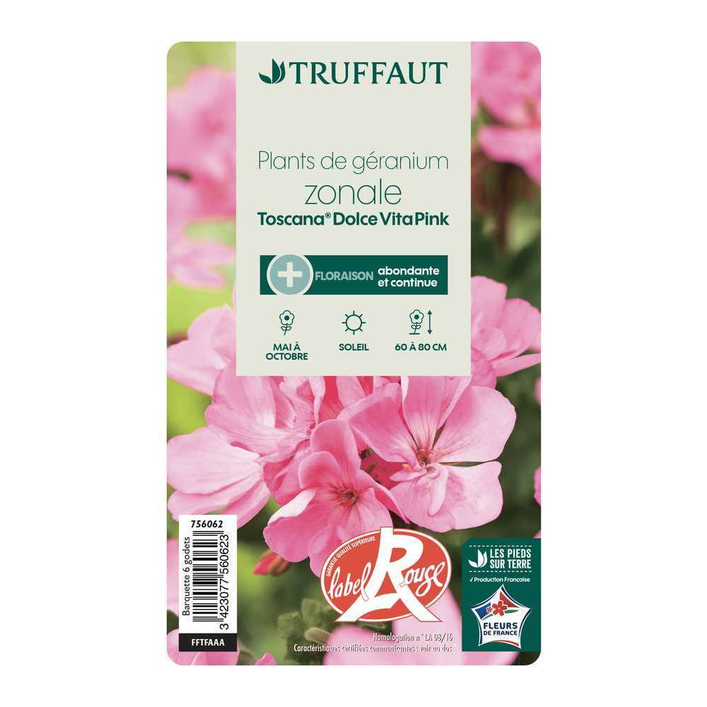 Géranium zonale 'Toscana® Dolce Vita Pink' Label Rouge : 6 plants